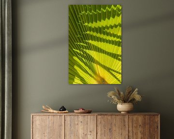 Struktur eines grünen Palmblattes mit Schatten 2