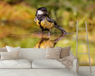 Kohlmeise (Parus major)