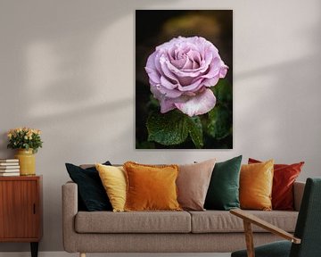Mooie roze roos met regendruppels van Elles van der Veen