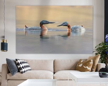 A pair of Great Grebes in love by Lennart Verheuvel