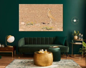 Rennvogel in der Wüste von Lennart Verheuvel