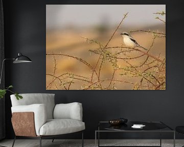 Desert chickadee among the sharp thorns by Lennart Verheuvel