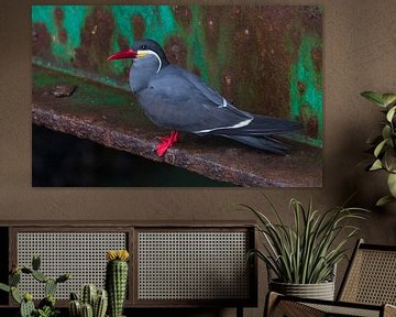 Inkaseeschwalbe: ein schöner Vogel! von Lennart Verheuvel