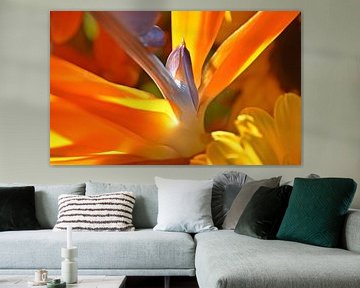 Bird of paradise flower in sunlight by Werner Lehmann