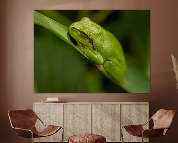 tree frog