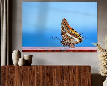 Bunter Schmetterling vor blauem Hintergrund