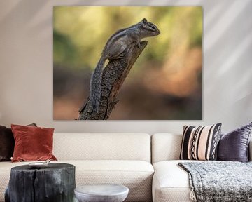 Siberian ground squirrel by Rianne Kugel