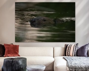 Swimming Beaver