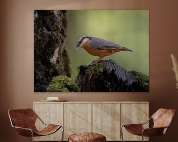 nuthatch by Rianne Kugel