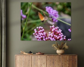 Kolibrievlinder in de tuin van Peter Mensink