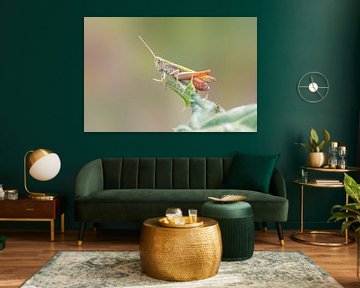 Grasshopper sitting on thistle with spines by Mario Plechaty Photography