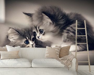 Kittens van Max Steinwald