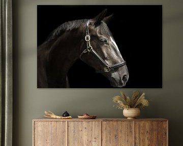 Pferdeporträt in Schwarz von san image