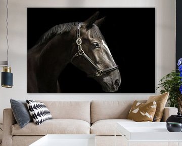 Paardenportret in zwart van san image