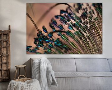 Peacock feather by Renske van Lierop