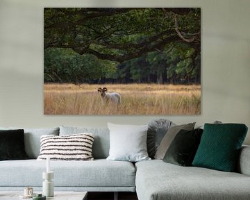 Sheep Dwingelderveld (Drenthe - Nerderland) by Marcel Kerdijk