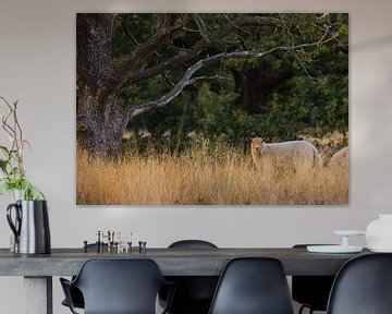 Moutons du Dwingelderveld (Drenthe - Nerderland) sur Marcel Kerdijk