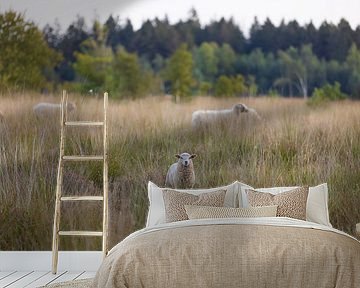 Sheep Dwingelderveld (Drenthe - Nerderland) by Marcel Kerdijk