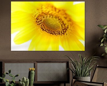 Sonnige Sonnenblume!
