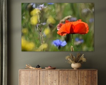 poppy in verge by Marjan Verloop