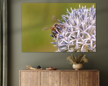 Bee sitting on the flower of globe thistle by Mario Plechaty Photography