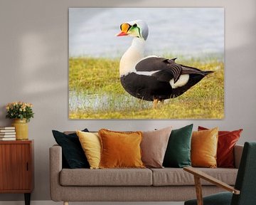 A beautiful male King Eider by Lennart Verheuvel