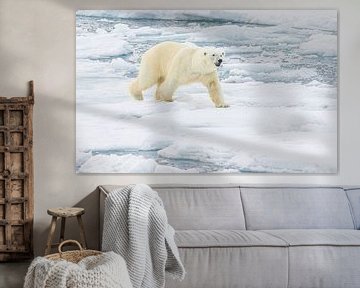 Un ours polaire mâle qui grogne sur Lennart Verheuvel