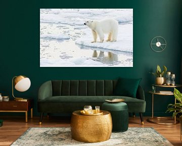 Un petit ours polaire solitaire sur Lennart Verheuvel