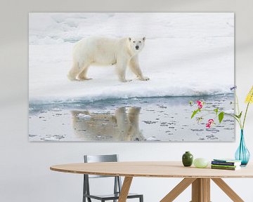 Polar bear in mirror image by Lennart Verheuvel