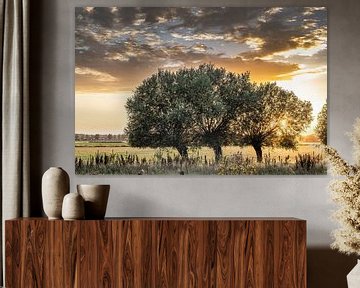 Holten Sunset Summer Pollard Willows by Frank Slaghuis