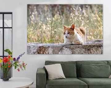 Katze an der Wand von Mark Bolijn