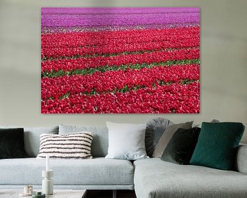 ein rotes Tulpenfeld mit violetten Tulpen im Hintergrund von W J Kok