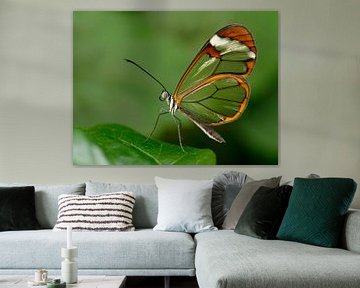 Glasvleugel vlinder - Glasswing butterfly van Michelle Coppiens