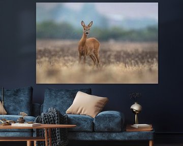 Female deer standing on harvested wheat field during rainfall by Mario Plechaty Photography