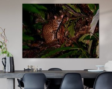 A posing Sunda Leopard Cat by Lennart Verheuvel