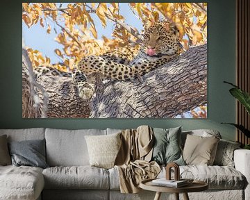 Relaxing Leopard by Lennart Verheuvel