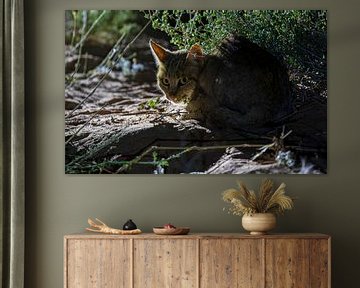 Afrikanische Wildkatze in der Nacht