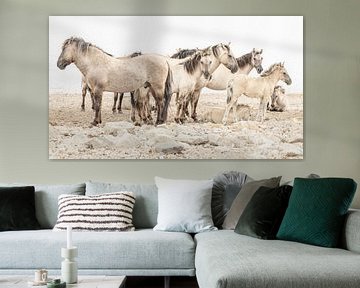 Konik paarden op strand van rivier de Waal