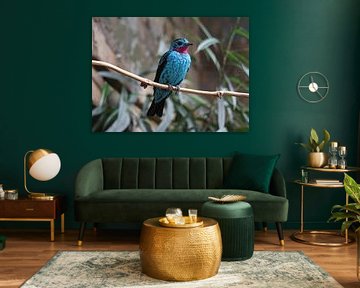 Blauwe vogel