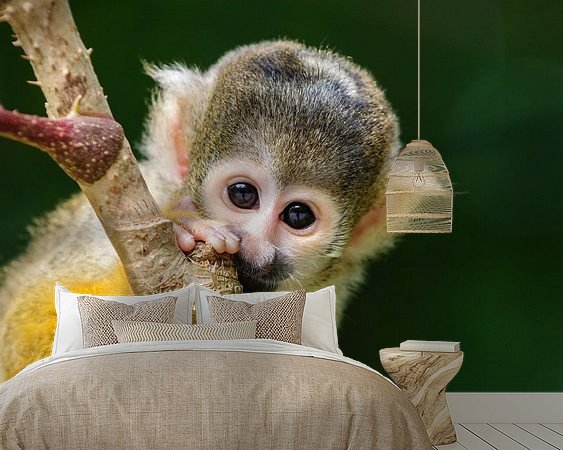 Aperçu de la chambre