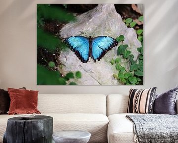 Blauwe vlinder van J De Leeuw