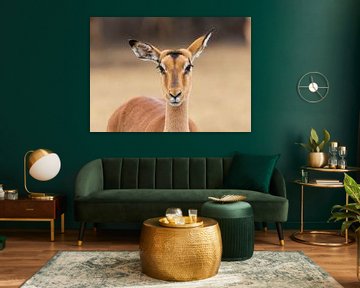 Portrait of an Impala by Lennart Verheuvel