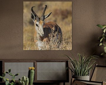 Close-up of a Springbok by Lennart Verheuvel