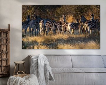 Zebras in the spotlight by Lennart Verheuvel