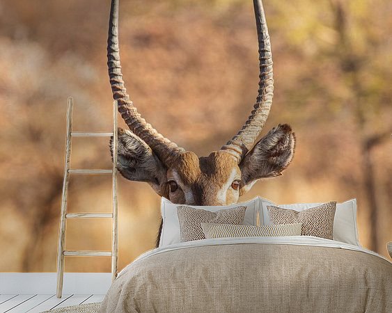 Aperçu de la chambre