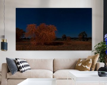 An African orchard at night