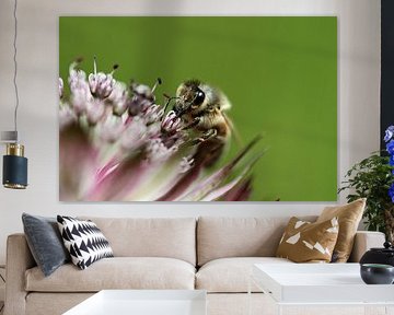 bij op bloem