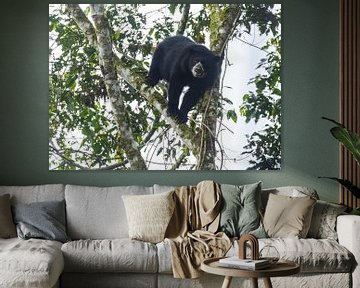 Un ours à lunettes se repose dans un arbre