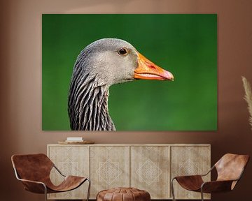 Greylag goose (Anser anser) by Dirk Rüter