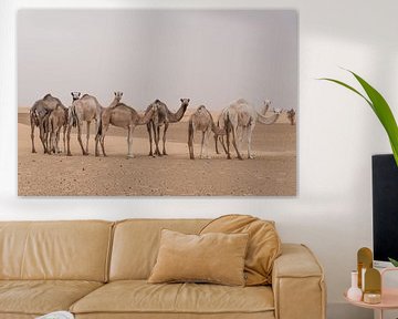 Camels in the desert | Sahara by Photolovers reisfotografie
